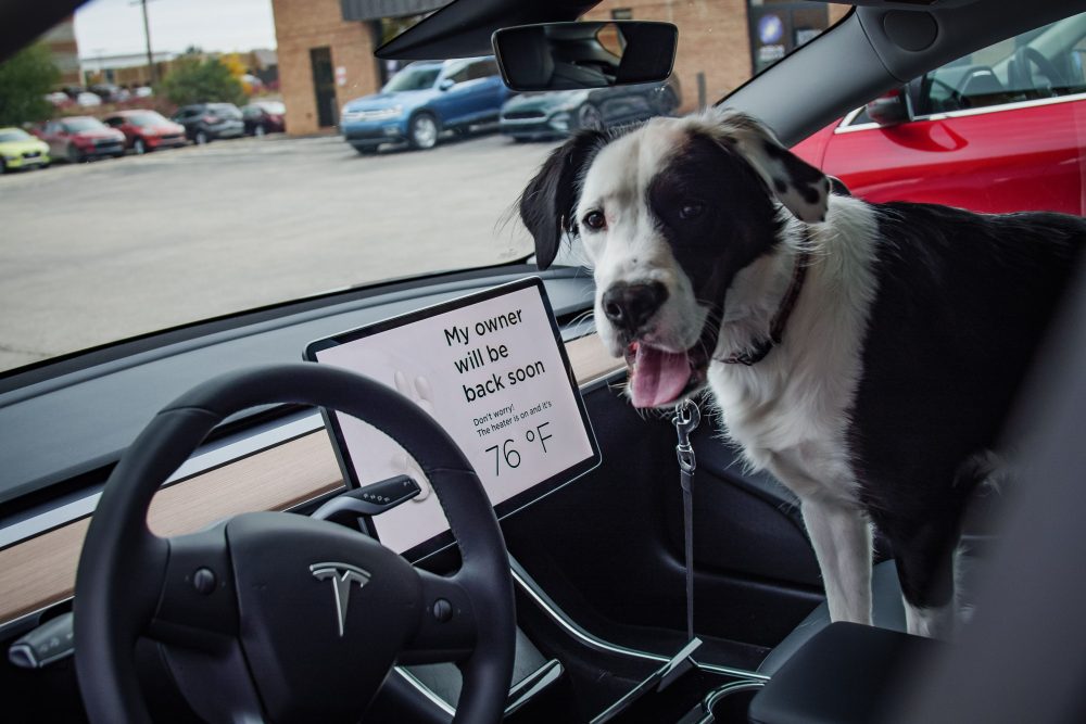 Tesla Dog Mode | Bizarre Car Features