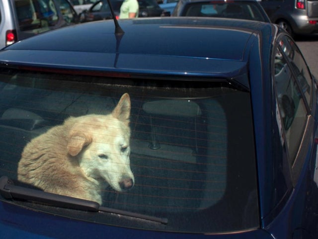 Don't leave pets in a car
